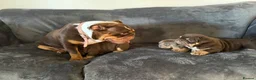 English Bulldog dogs for sale: Stunning English Bulldog Puppies 💖 - Advert 5