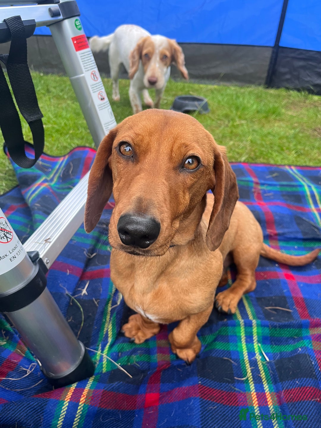 Dachshund dogs for sale: Price Reduced Dachshund Pup - Image 4