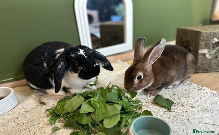 French Lop rabbits - Advert 10