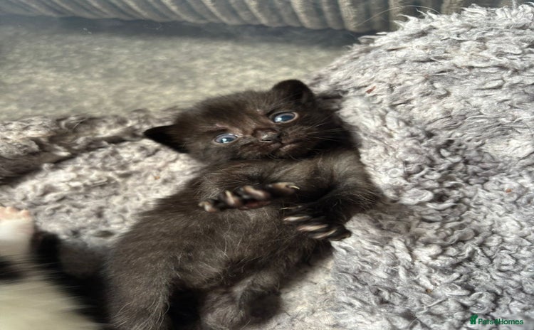 Mixed Breed cats - Advert 15
