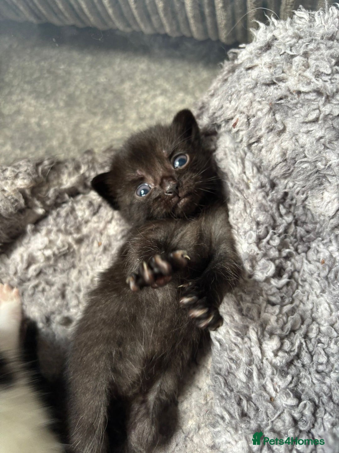 Mixed Breed cats for sale: 2 little boys looking for their forever home - Image 1