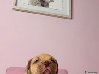 American Bully dogs Pocket bully pups ready too leave 11th dec - Advert 3