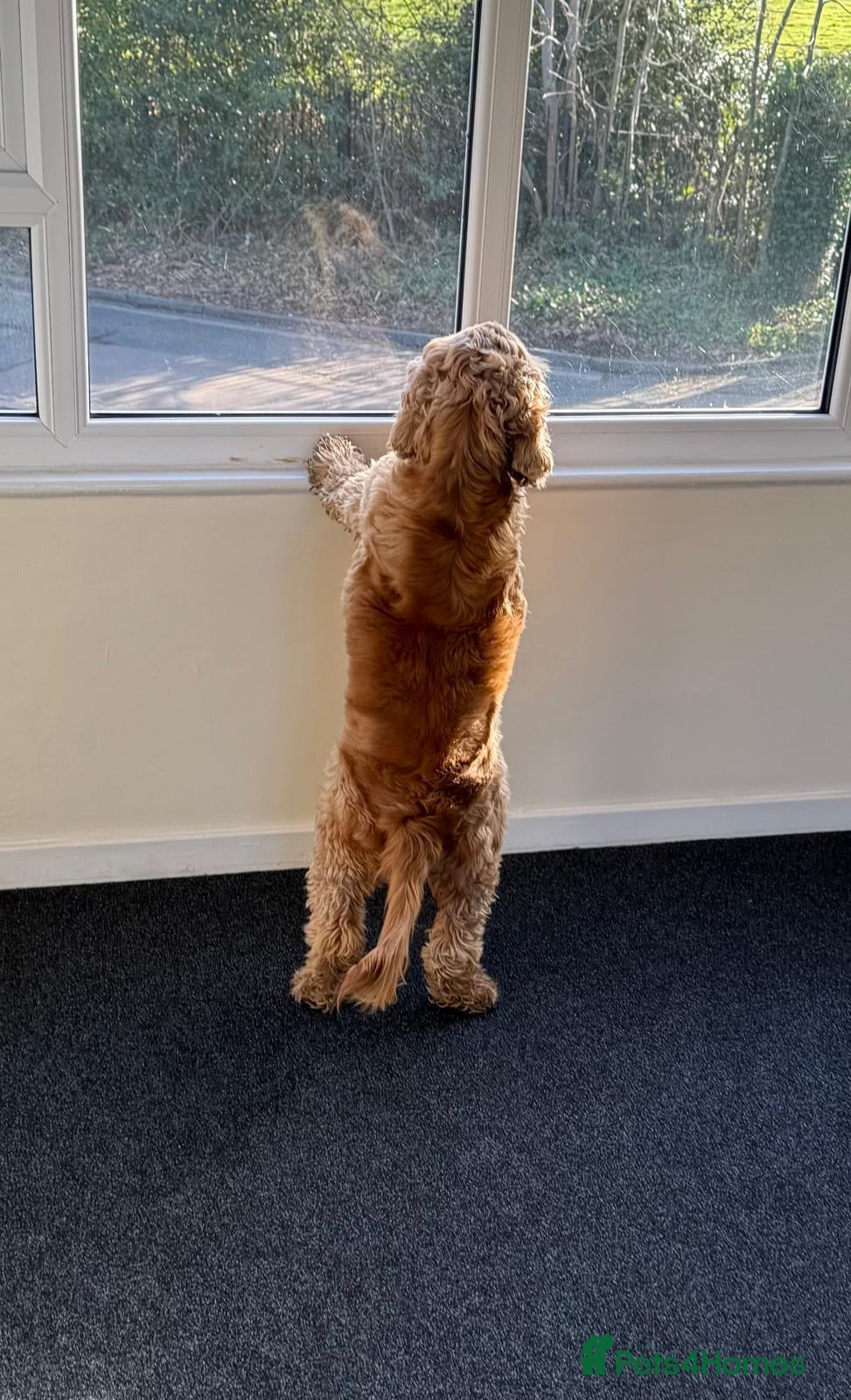 Cocker Spaniel dogs for sale: Golden working cocker spinel  - Advert 7