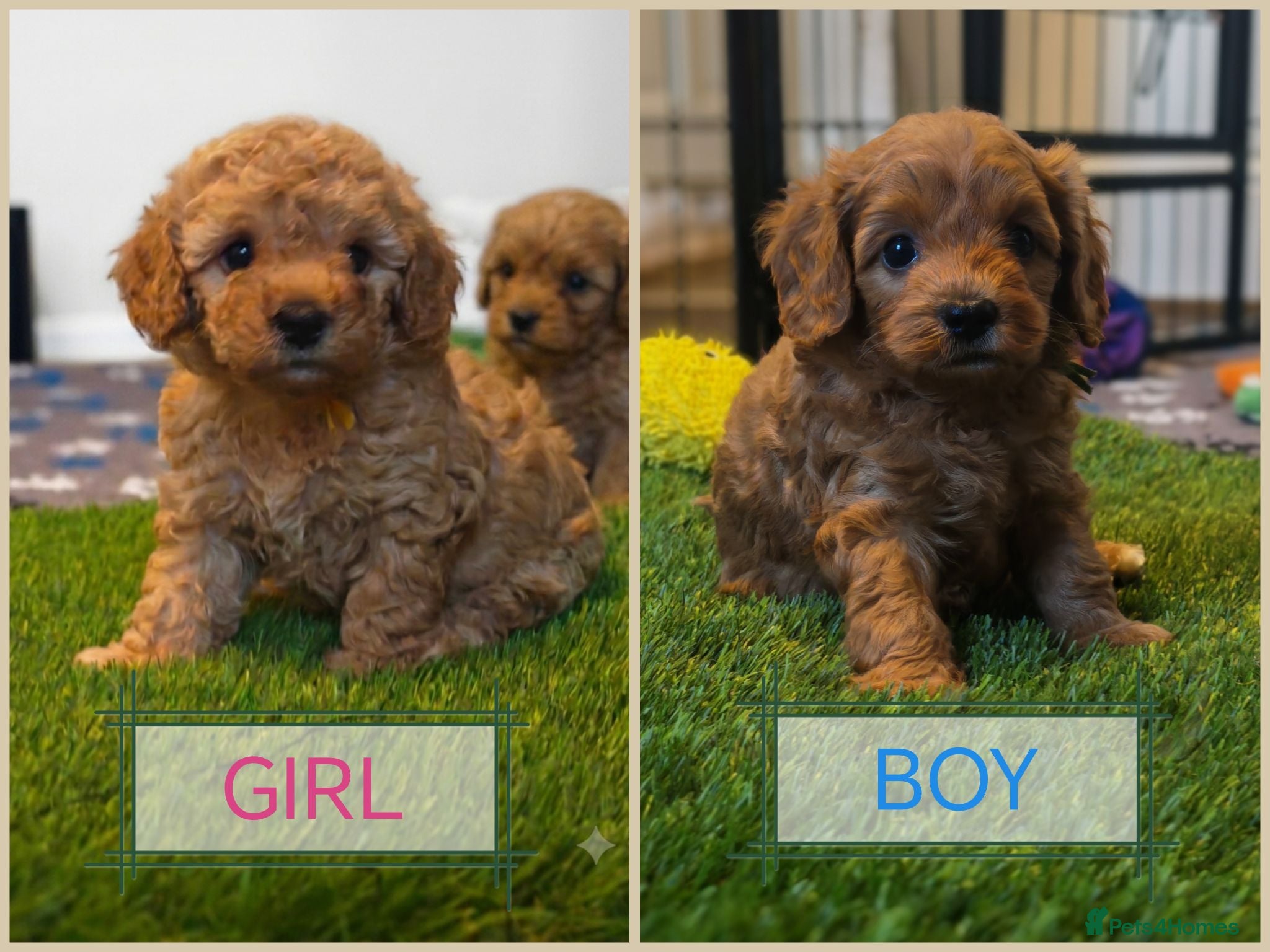 Cavapoo dogs Gorgeous Cavapoo Boy & Girl Available  - Advert 1