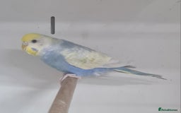 Budgerigars birds for sale: Beautiful Budgies - Image 2