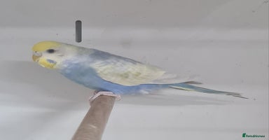 Budgerigars birds - Advert 9