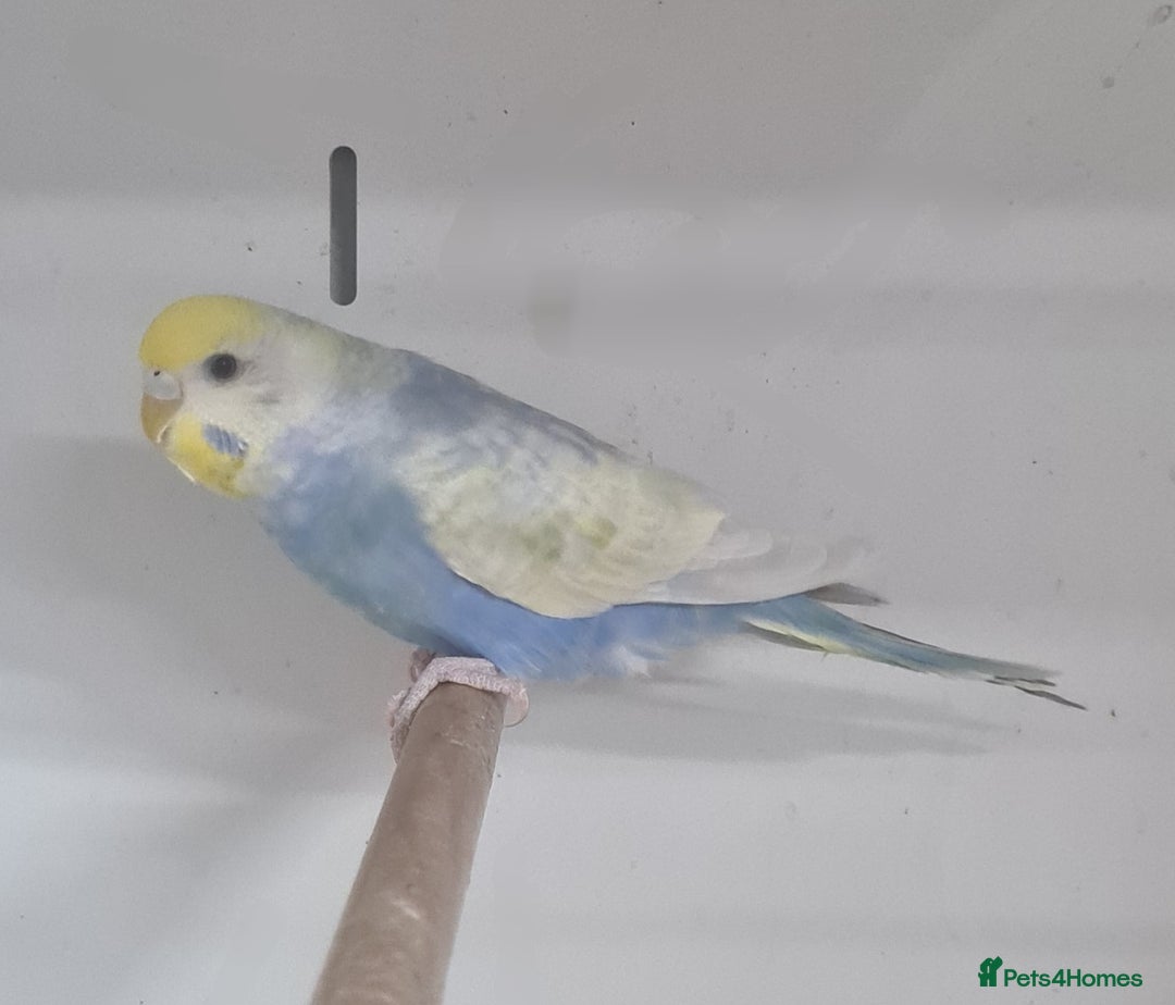 Budgerigars birds for sale: Beautiful Budgies - Image 2