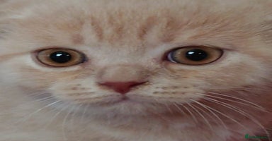 Scottish Fold cats - Advert 1