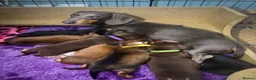 Miniature Dachshund dogs for sale: Beautiful Chocolate & Cream Miniature Dachshund - Advert 12