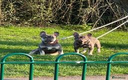 French Bulldog dogs for sale: French bulldog - Image 2