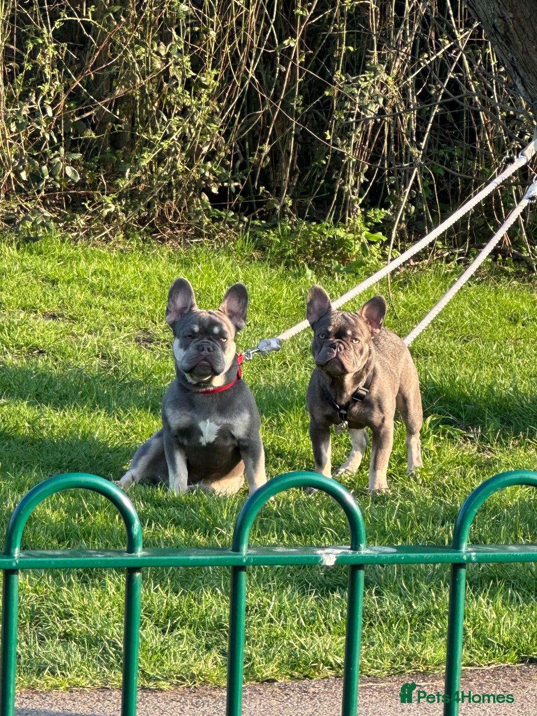 French Bulldog dogs for sale: French bulldog - Image 2