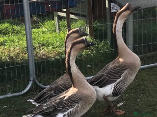 Geese poultry - Advert 11