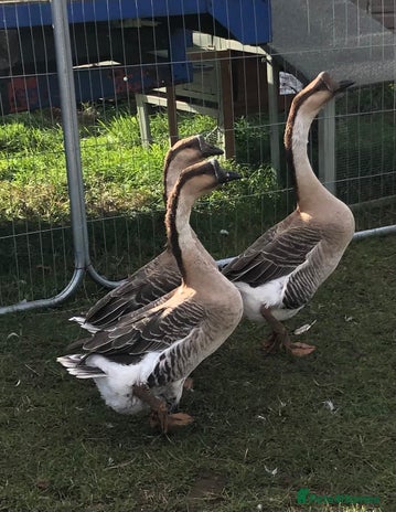 Geese poultry - Advert 1