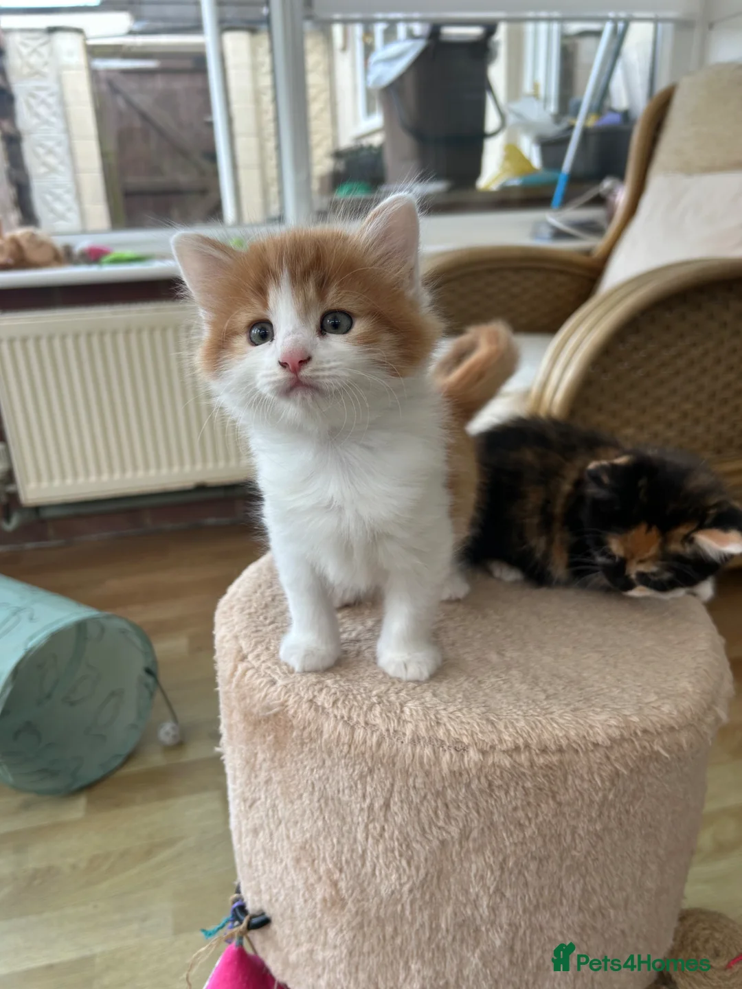 Mixed Breed cats for sale: Kittens for sale  in Ringwood - Advert 2