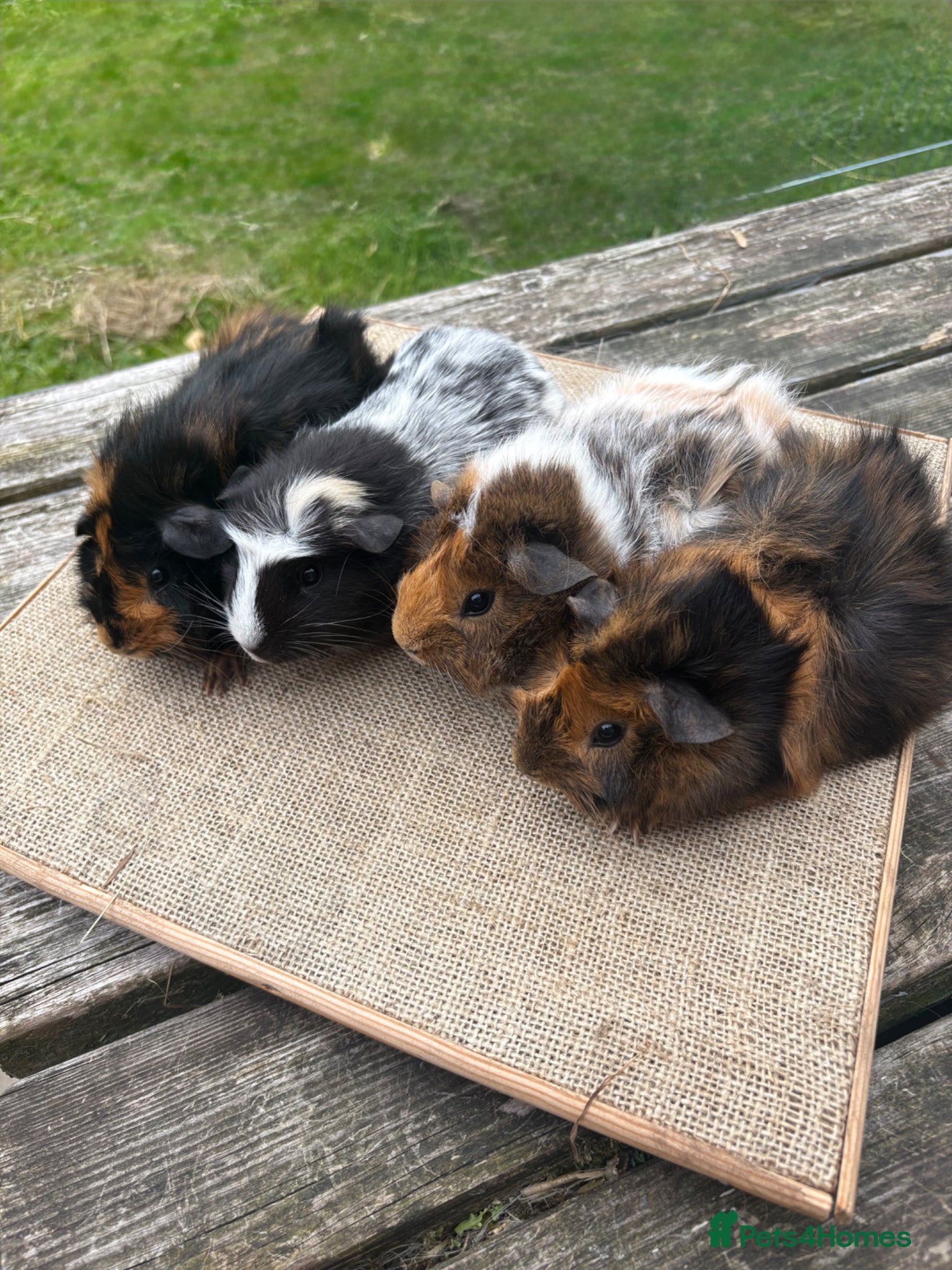 Guinea Pig rodents Beautiful baby & young adult Guinea Pigs. - Advert 2