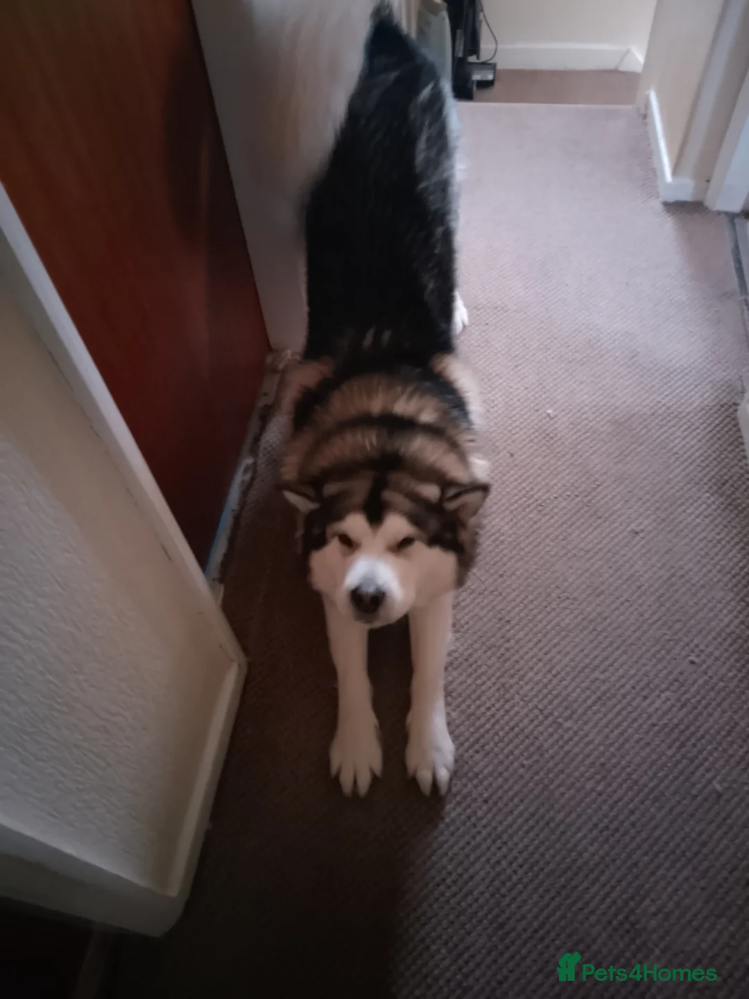 Alaskan Malamute dogs for stud: Tonka - Advert 4