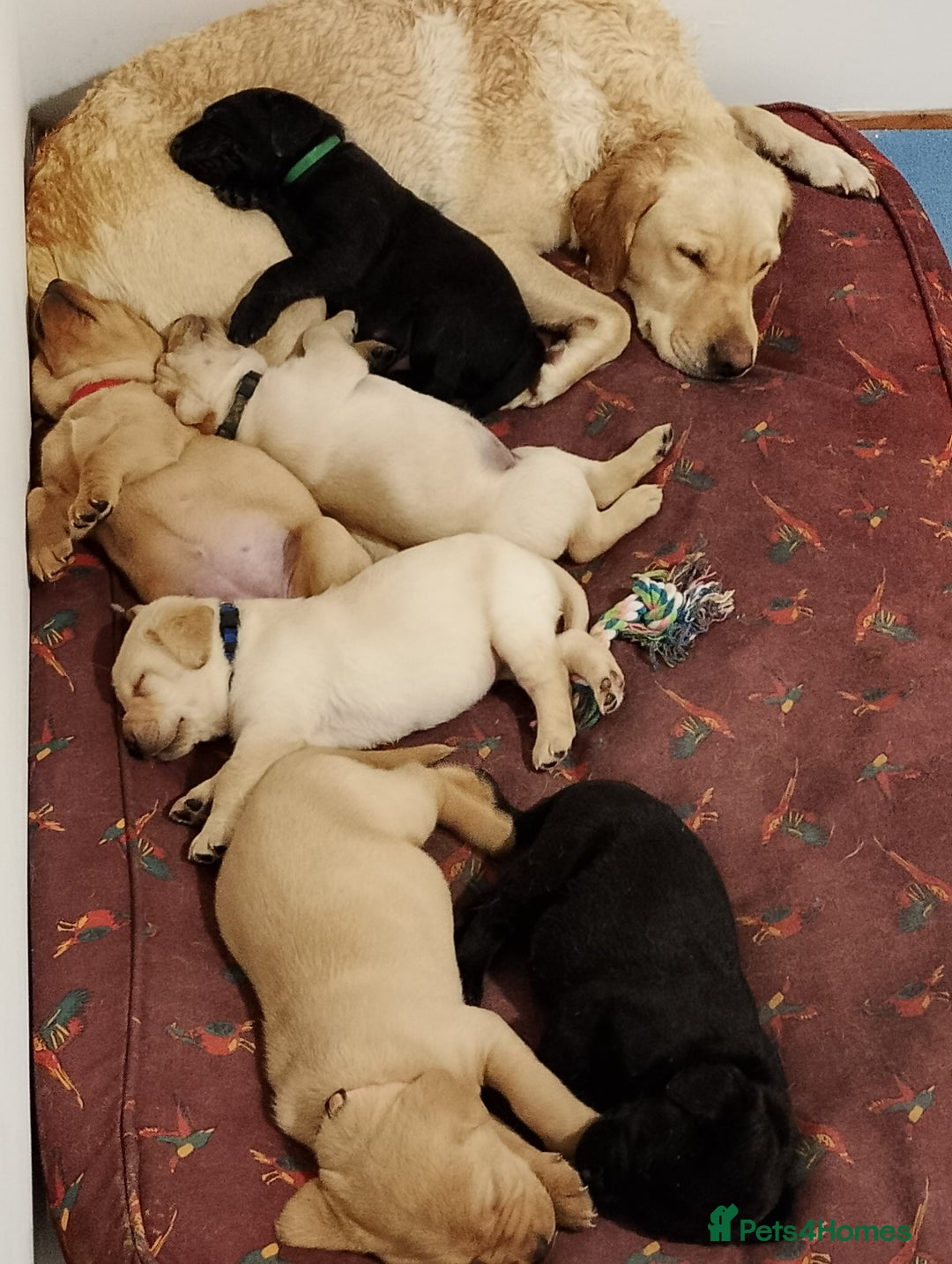 Labrador Retriever dogs for sale: Labrador Puppies for sale  - Advert 4