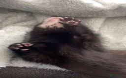 Ferret rodents for sale: Two female ferrets and cage + accessories - Image 8
