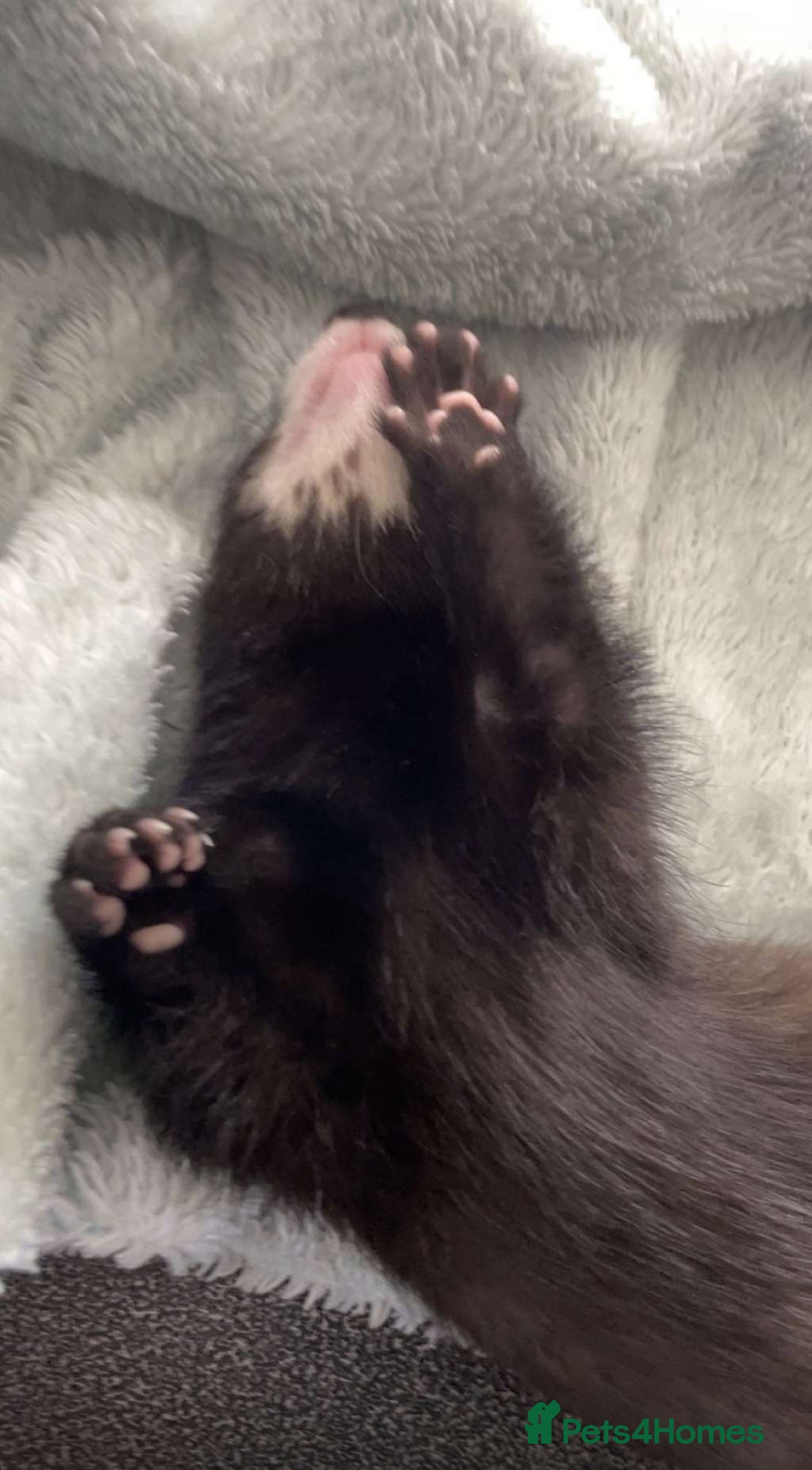 Ferret rodents for sale: Two female ferrets and cage + accessories - Image 8