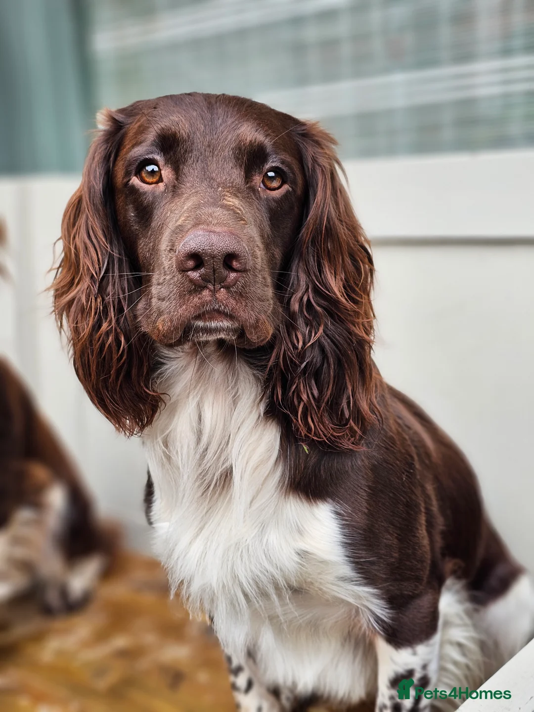 English Springer Spaniel dogs for stud: English Springer Spaniel Stud in Derby - Advert 27