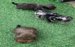 Cockapoo dogs for sale: Stunning F1b Cockapoo puppy’s  - Image 15