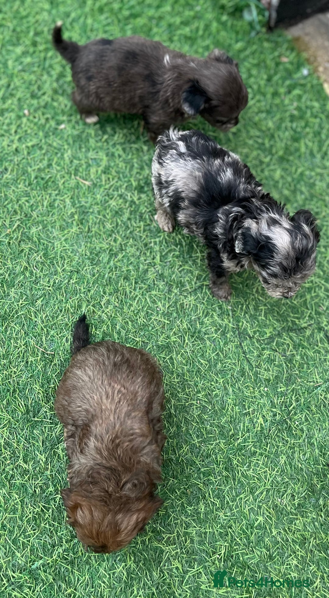 Cockapoo dogs for sale: Stunning F1b Cockapoo puppy’s  - Image 15