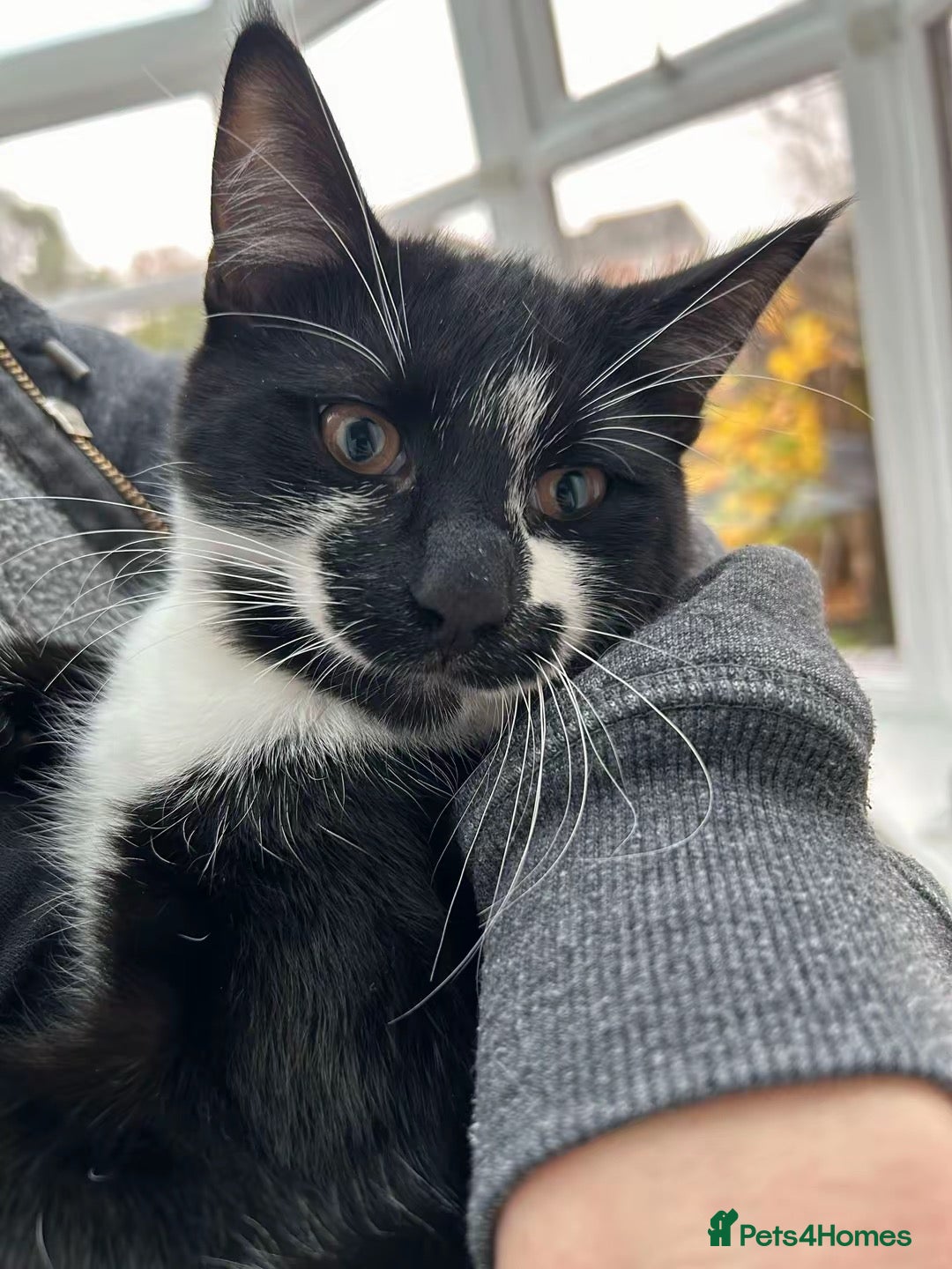 Domestic Shorthair cats for sale: 3 males kittens - Advert 6