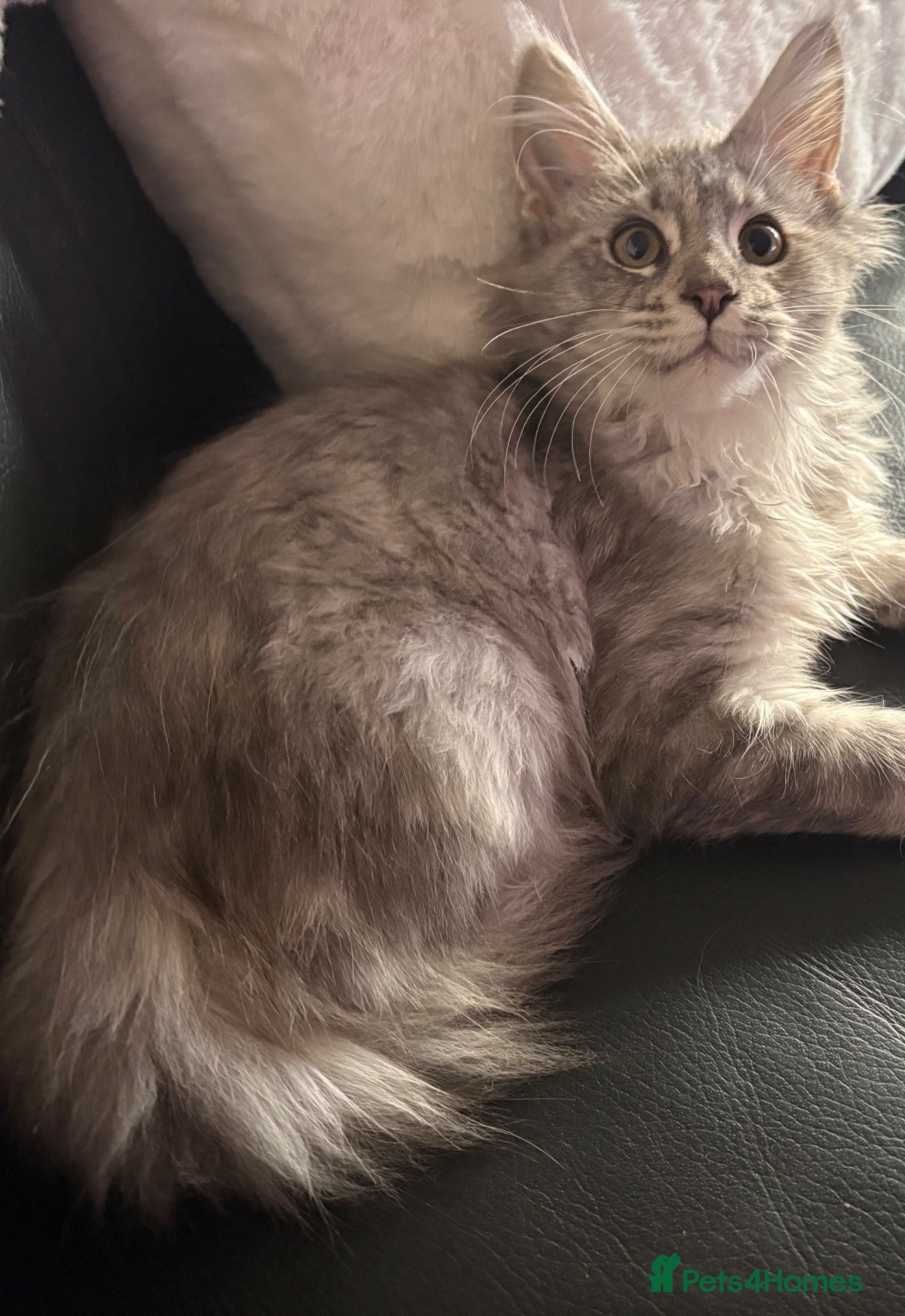 Maine Coon cats GCCF Registered Maine Coons - Advert 2