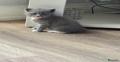 British Shorthair cats - Advert 14