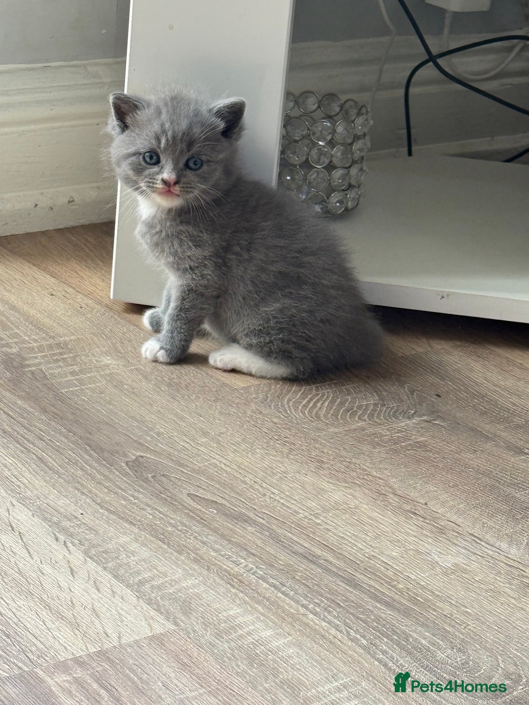 British Shorthair cats for sale: British Shorthair Kittens - Image 3