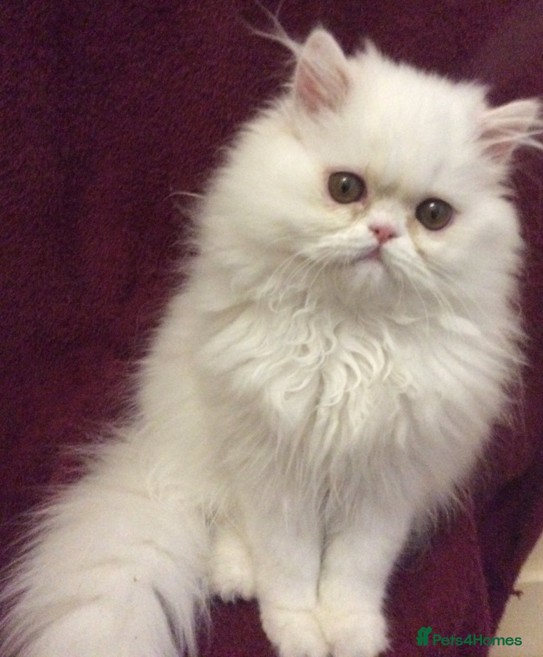 Persian cats for sale: White Persian Male Kitten - Advert 9