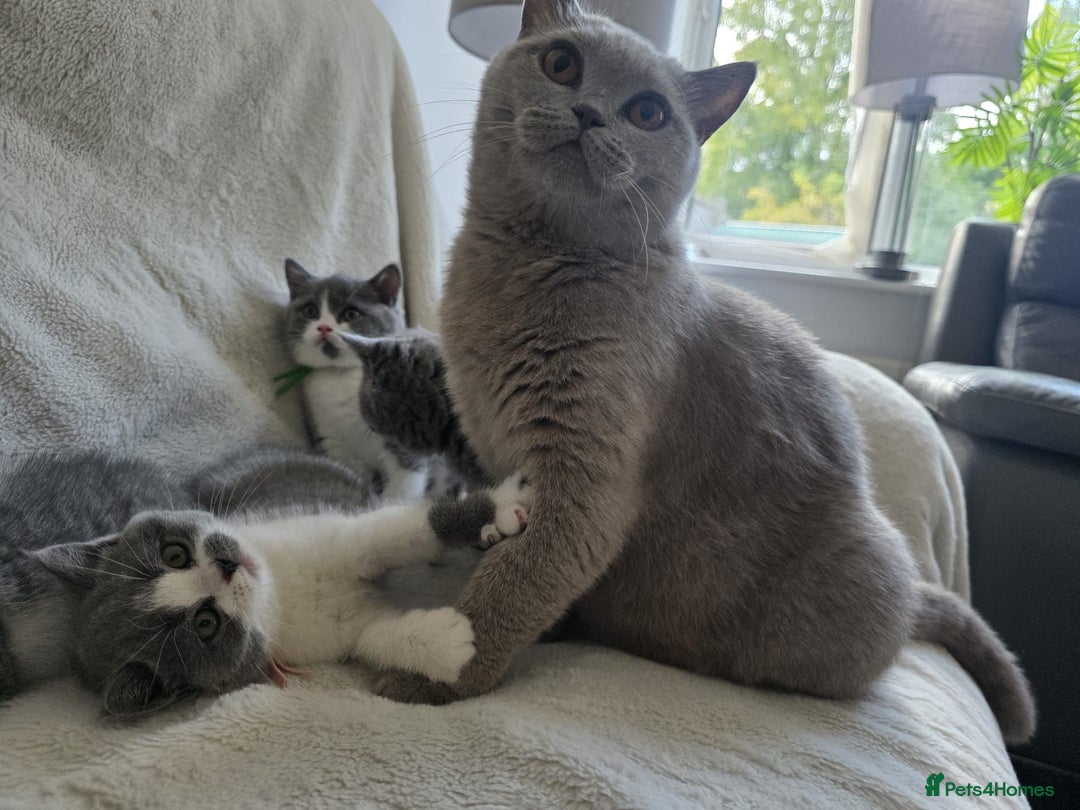 British Shorthair cats for sale: GCCF British Shorthair Kittens Champion Bloodlines - Image 17
