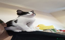 Mixed Breed cats for sale: Twins boys <3 - Image 2
