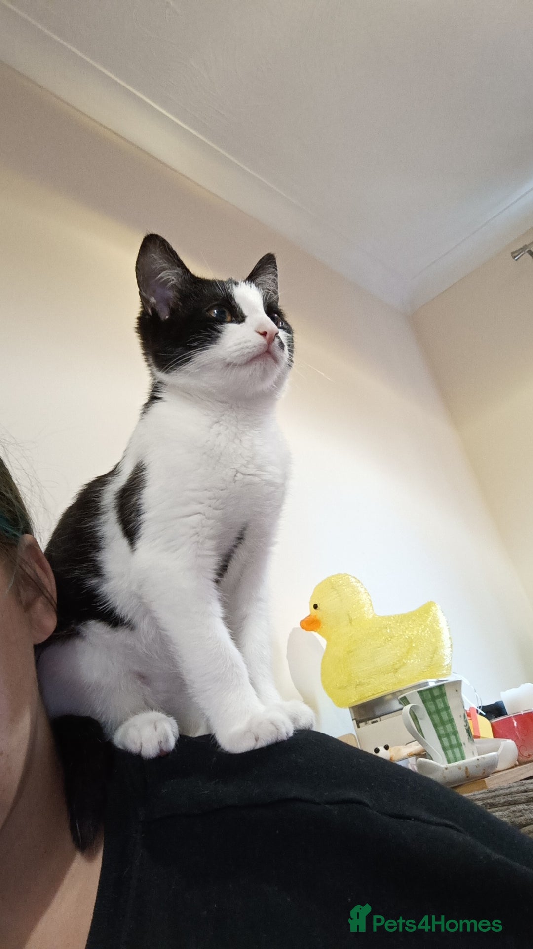 Mixed Breed cats for sale: Twins boys <3 - Image 2