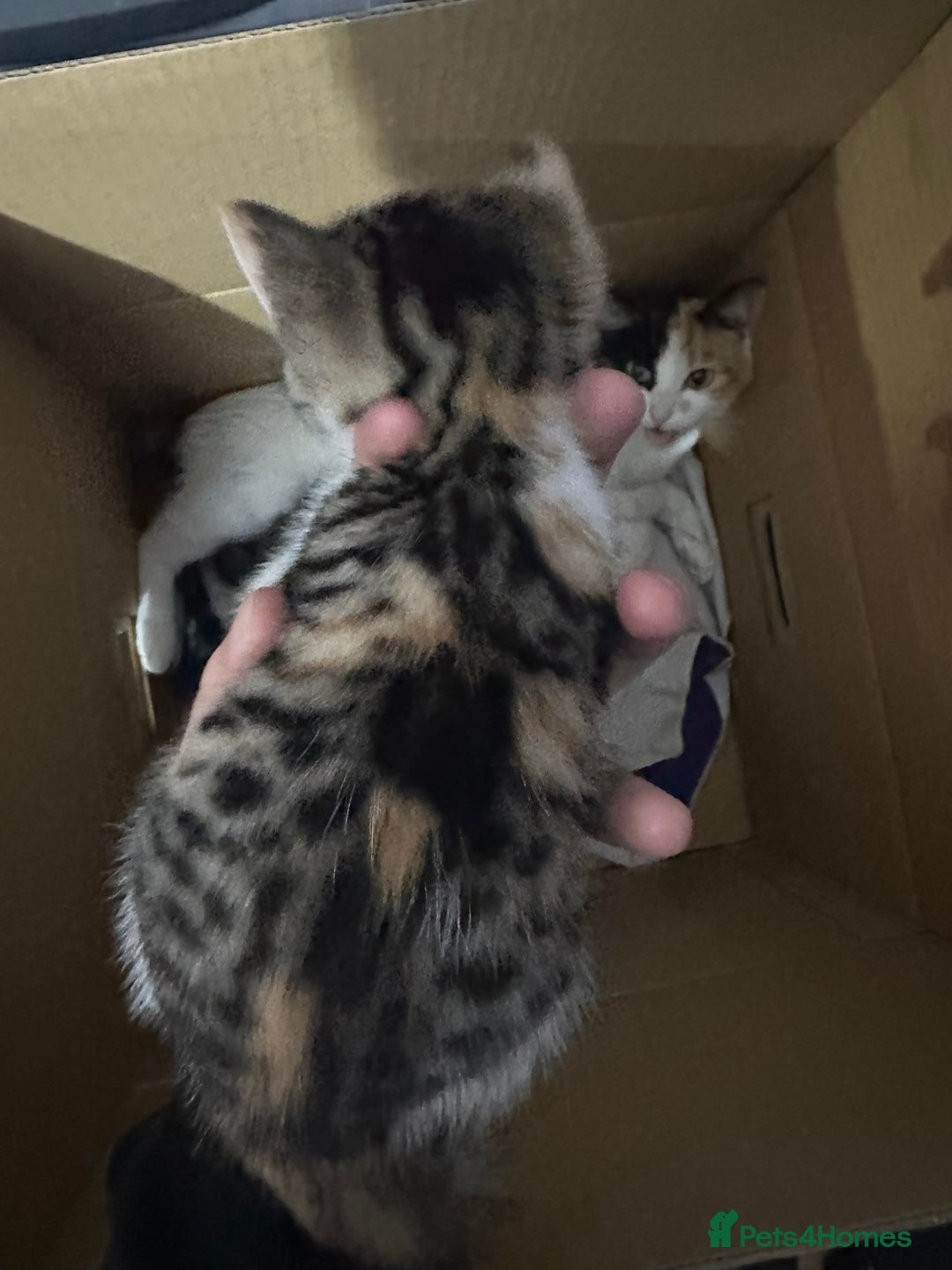 Mixed Breed cats for sale: Four Lovely mixed breed Kittens  - Advert 3