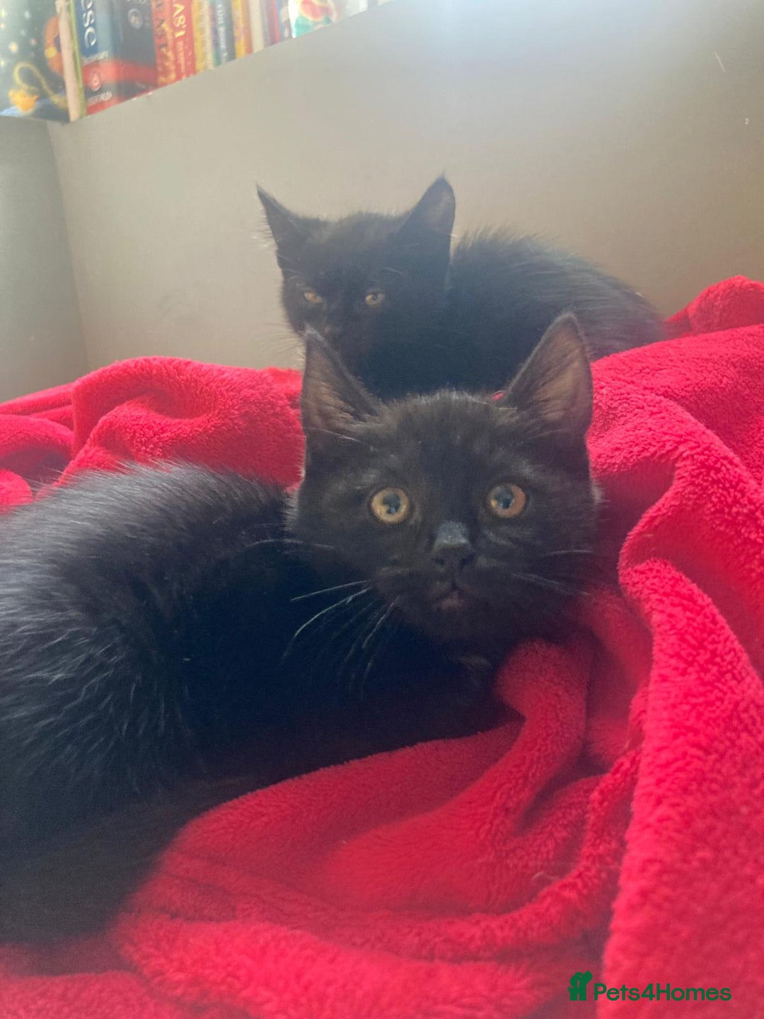 British Shorthair cats for sale: Beautiful kittens looking for new home  - Image 24