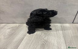 Cockapoo dogs for sale: Black cockapoo puppies  - Image 1