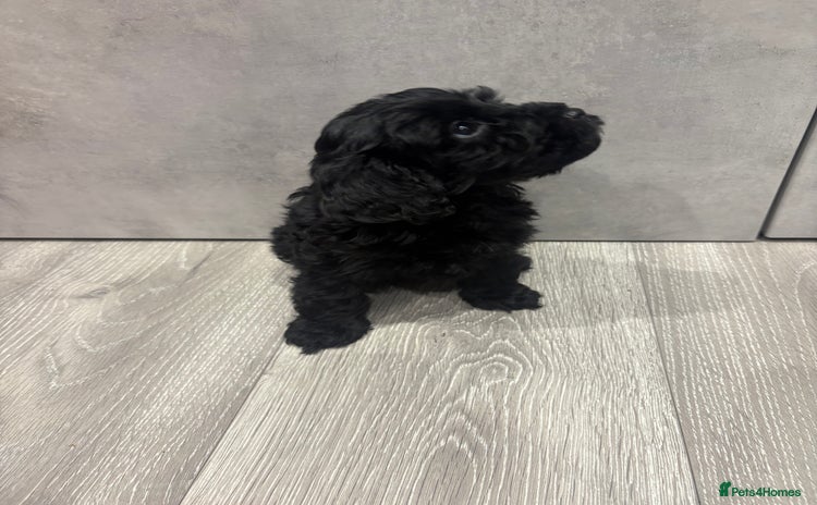 Cockapoo dogs - Advert 8