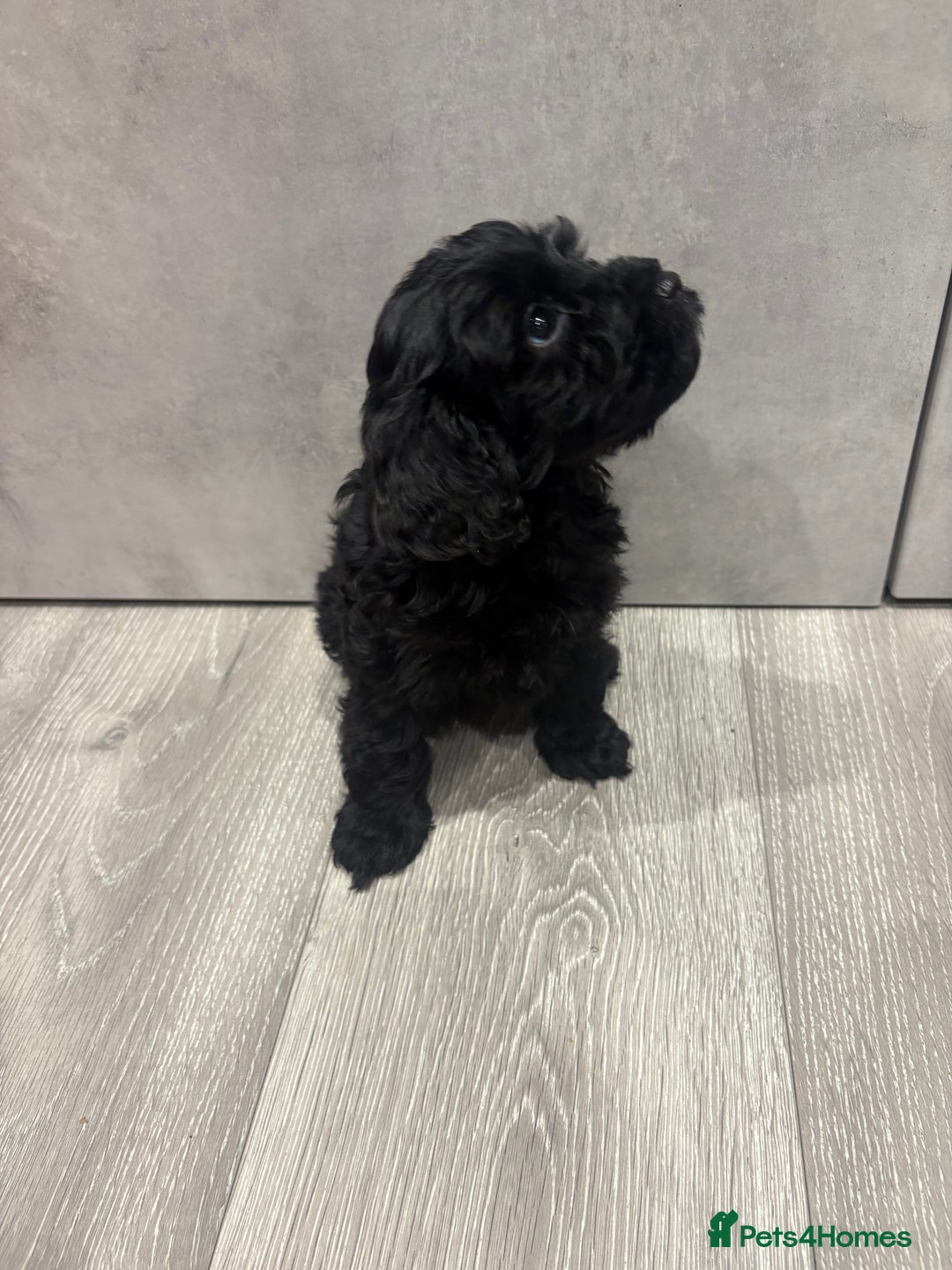 Cockapoo dogs for sale: Black cockapoo puppies  - Image 1