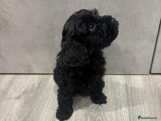 Cockapoo dogs - Advert 35