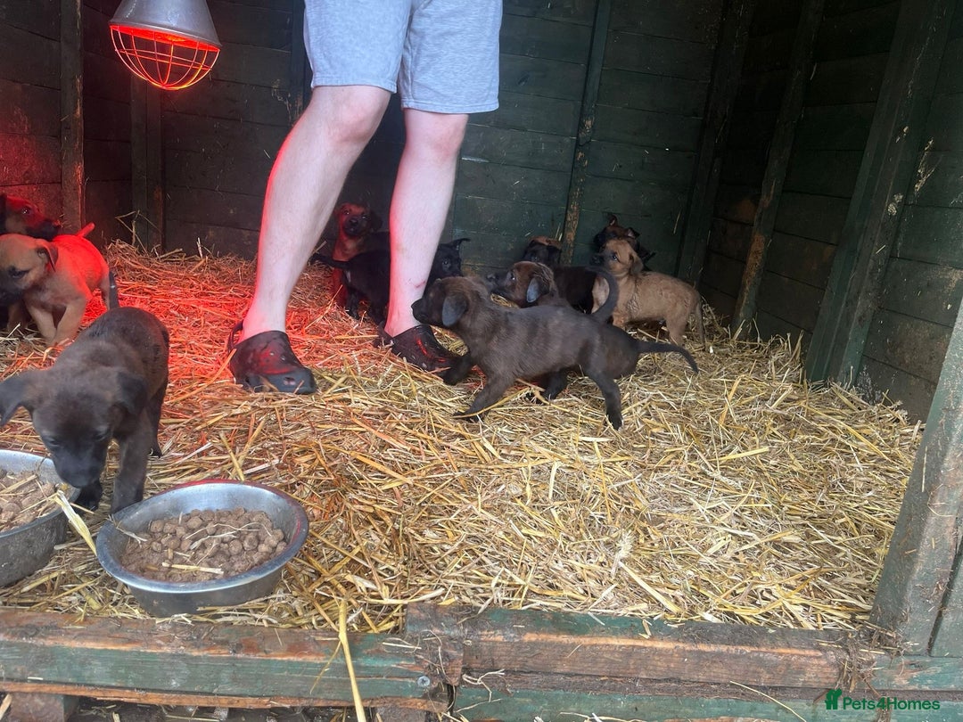 Belgian Shepherd Dog dogs for sale: Litter  - Image 12