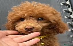 Toy Poodle dogs for sale: Teddi female 6’m old tiny Kc toy poodle  in Chichester - Image 12
