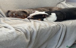 English Bulldog dogs for sale: 2 English bulldogs💙💜 - Image 7