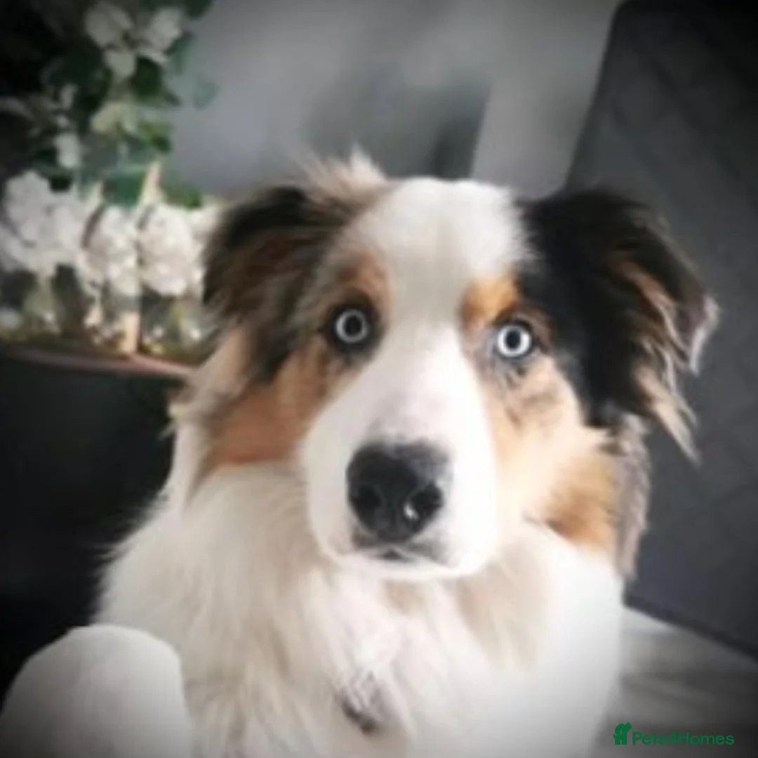 Border Collie dogs for stud: Hugo Dog For Stud - Advert 1