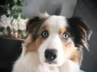 Border Collie dogs Hugo Dog For Stud - Advert 3