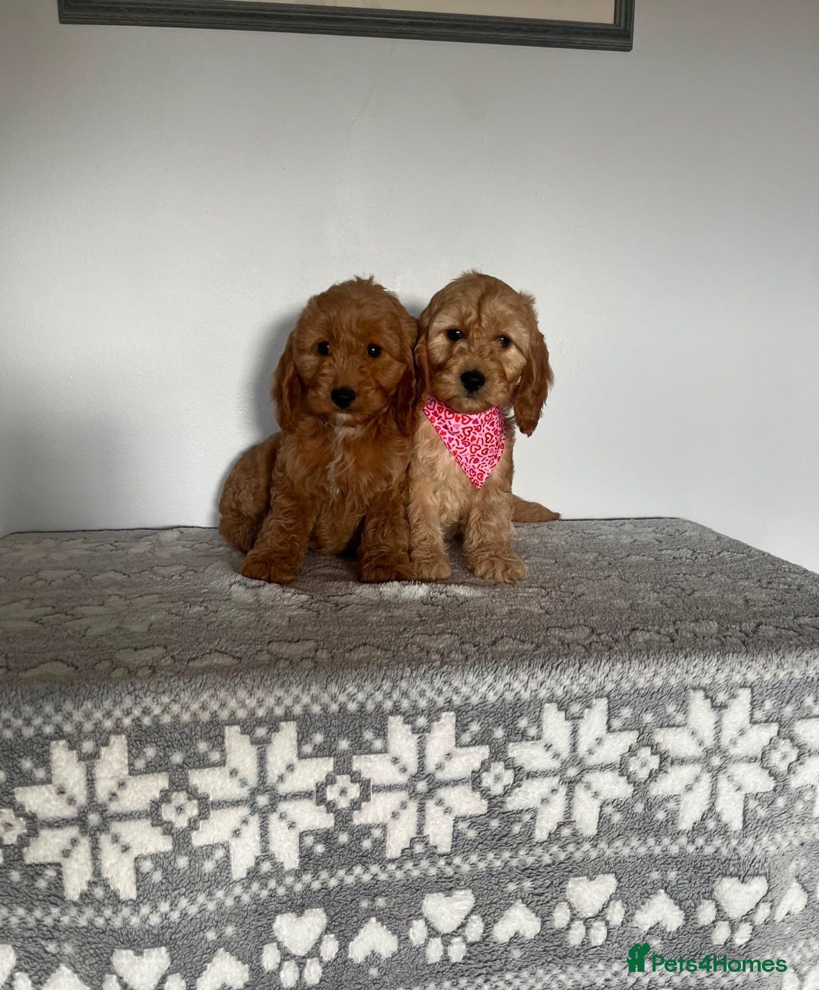 Cockapoo dogs Gorgeous litter of cockapoo puppies for sale  - Advert 3