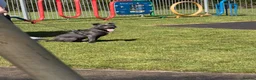 Staffordshire Bull Terrier dogs for sale: Blue staff - Advert 4