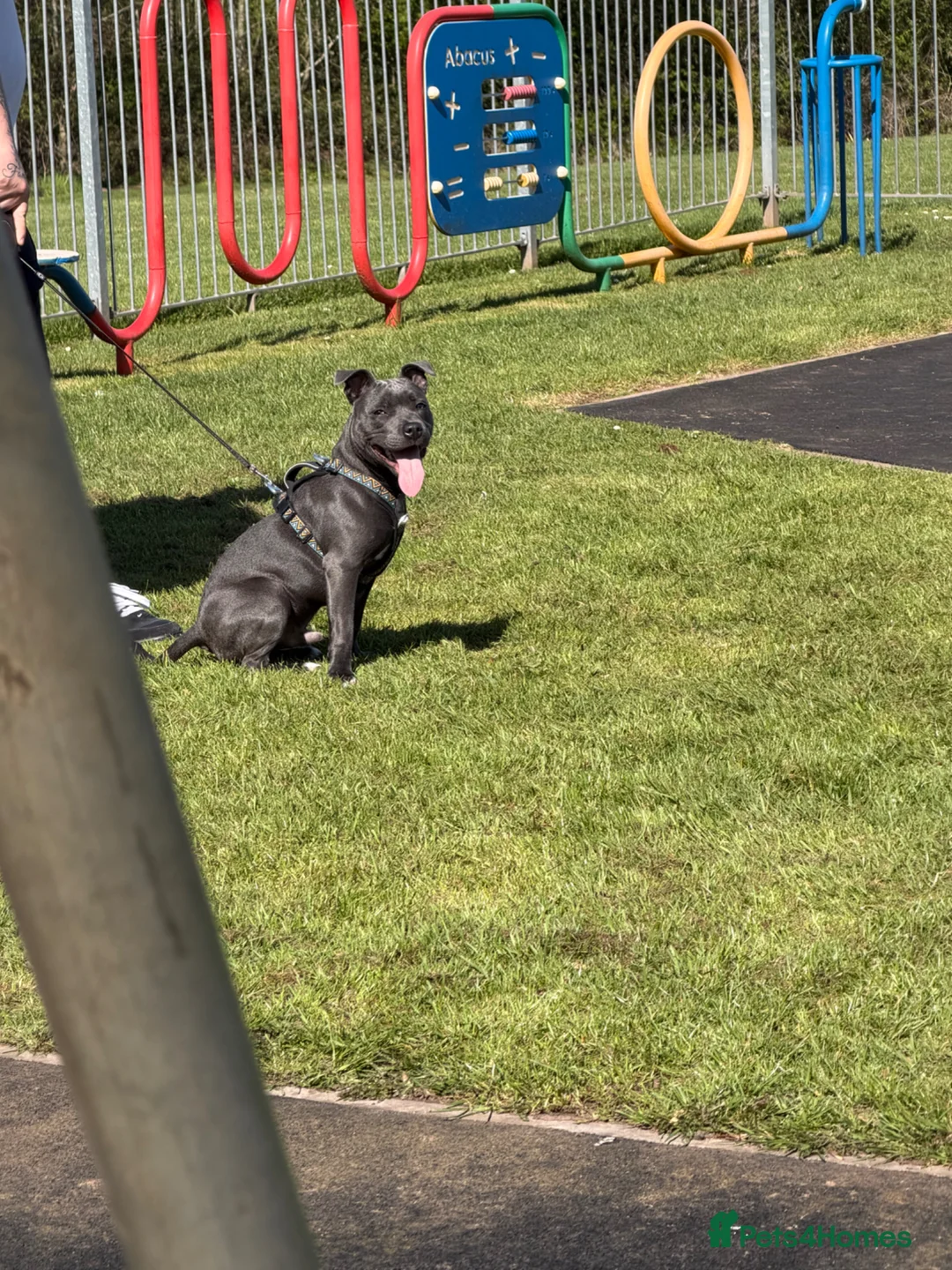 Staffordshire Bull Terrier dogs for sale: Blue staff - Advert 4