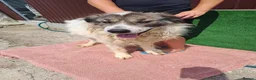 Mixed Breed dogs for adoption: 🐶Meet haiduc, one big fluffball 😍 - Advert 6