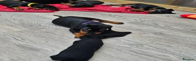 Dobermann 8 Purple collar